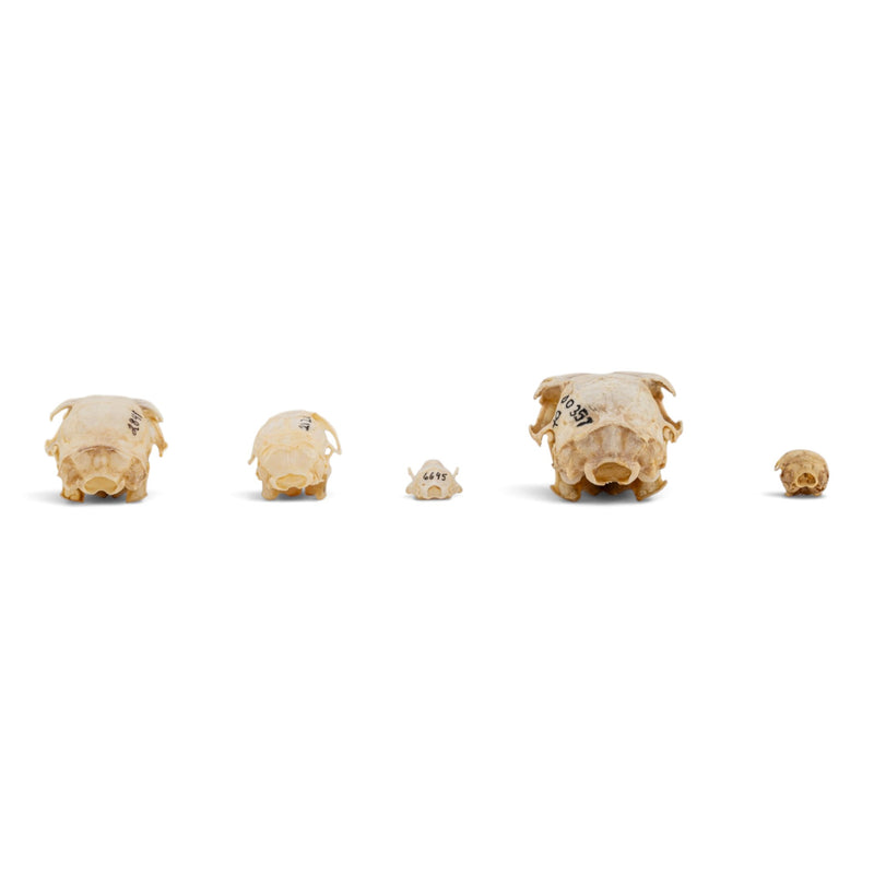 Real Rodent Skull Set