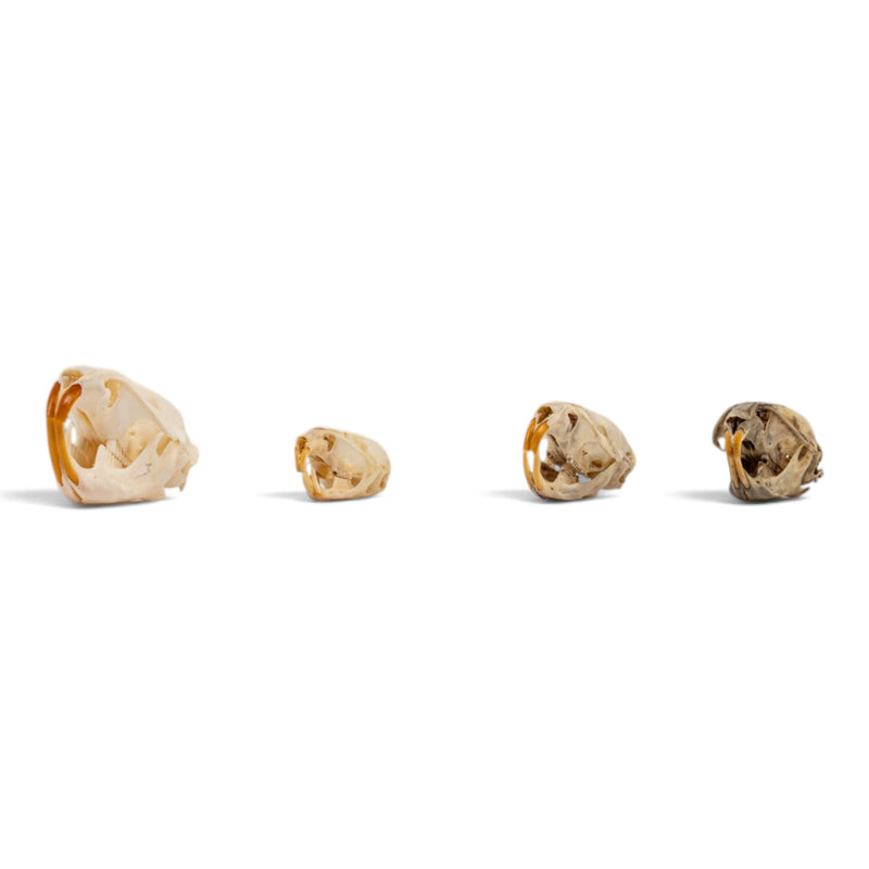 Real Vole Skull Set