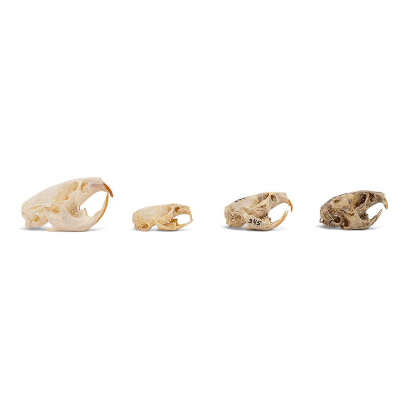 Real Vole Skull Set