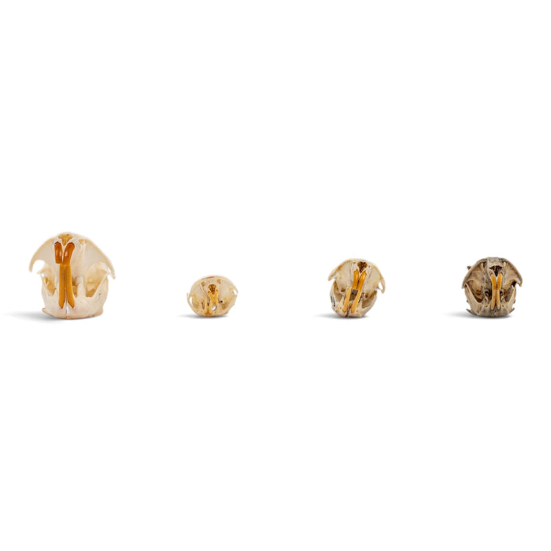 Real Vole Skull Set