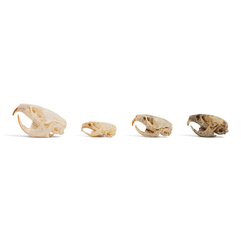 Real Vole Skull Set
