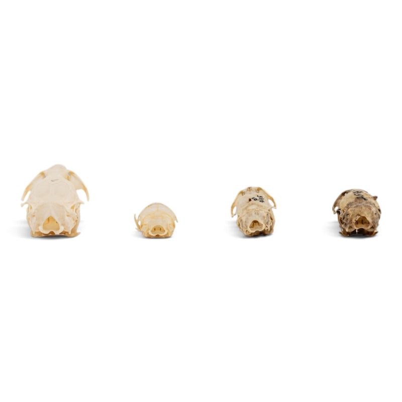 Real Vole Skull Set