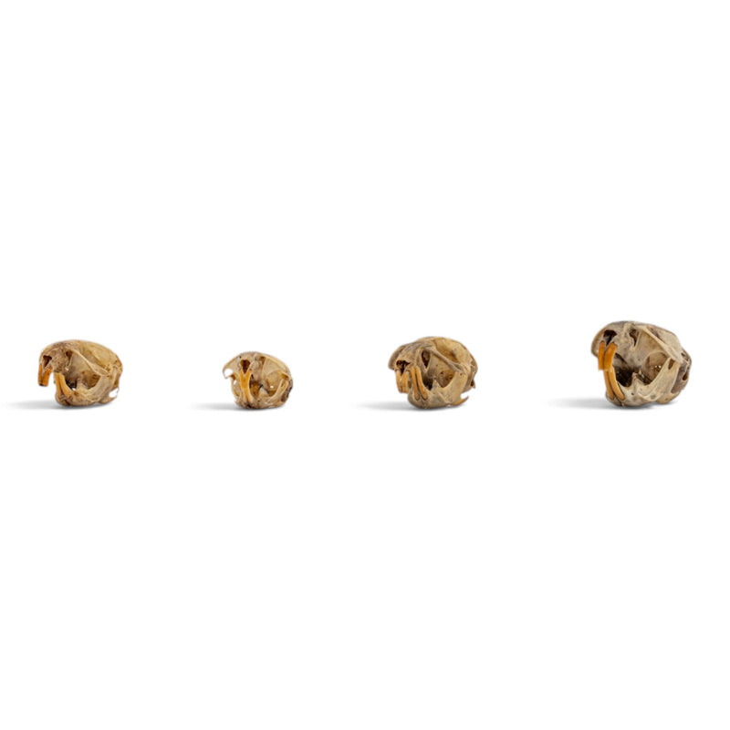 Real Vole Skull Set