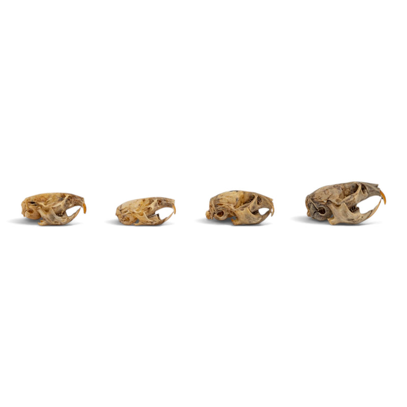 Real Vole Skull Set