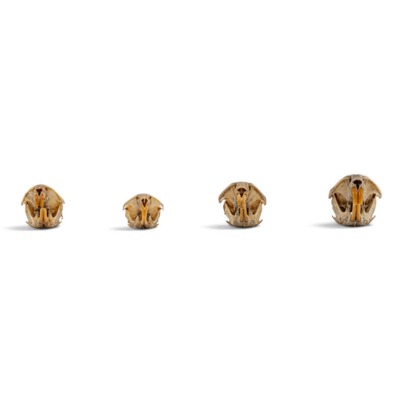 Real Vole Skull Set