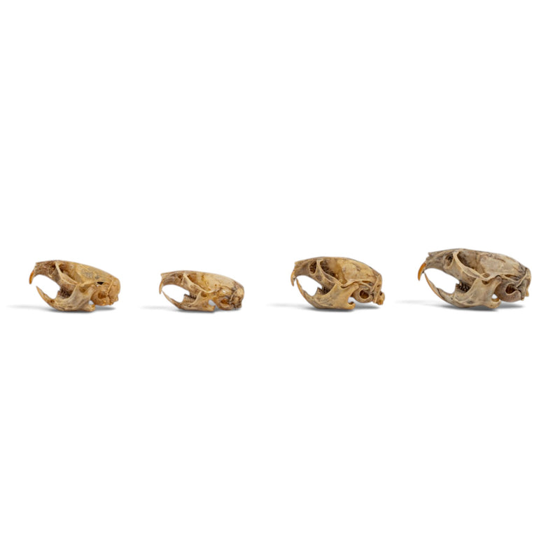 Real Vole Skull Set