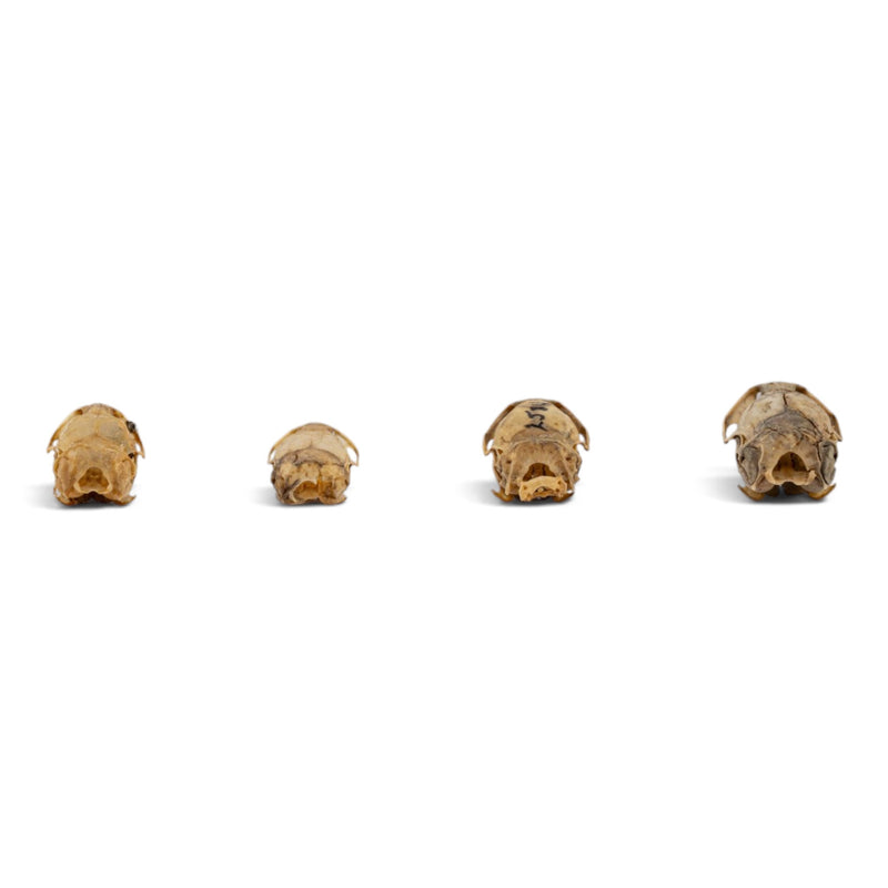 Real Vole Skull Set