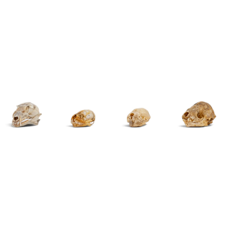 Real Bat Skull Set