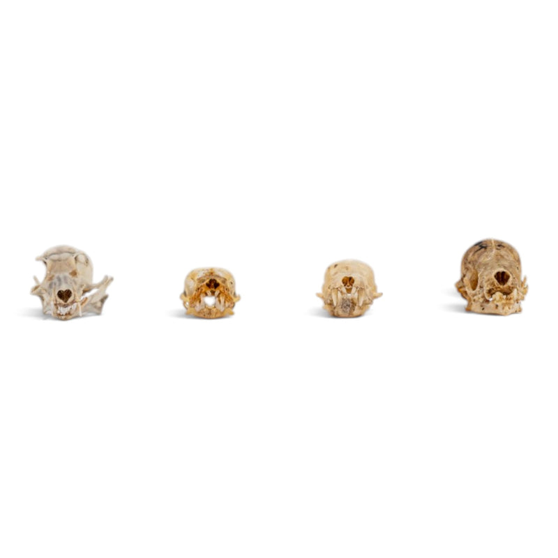 Real Bat Skull Set
