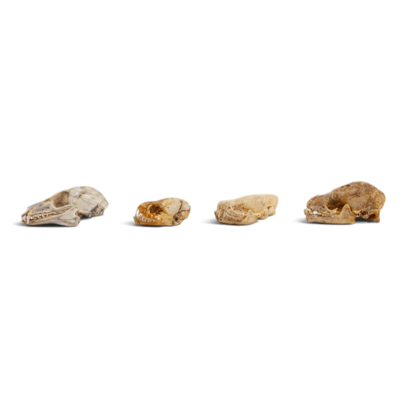 Real Bat Skull Set
