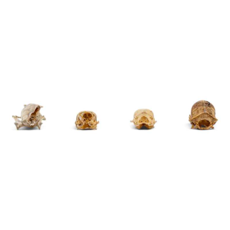 Real Bat Skull Set