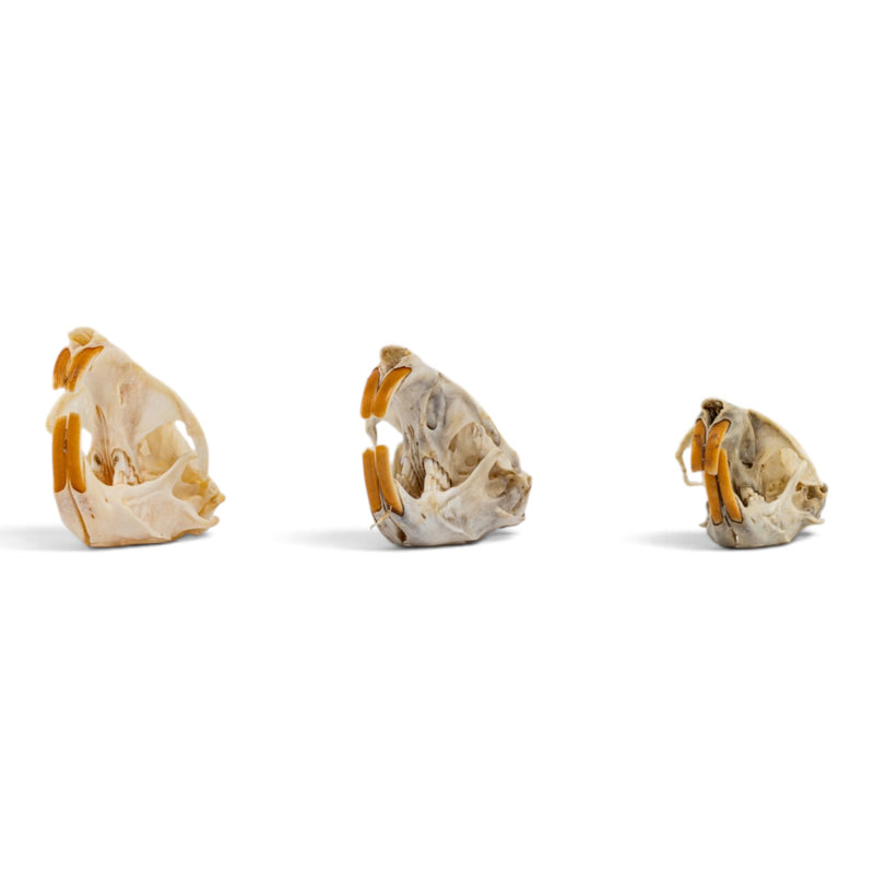 Real Pocket Gopher Skull Set