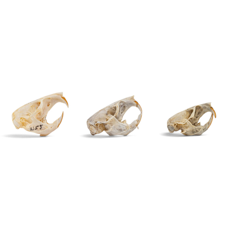 Real Pocket Gopher Skull Set