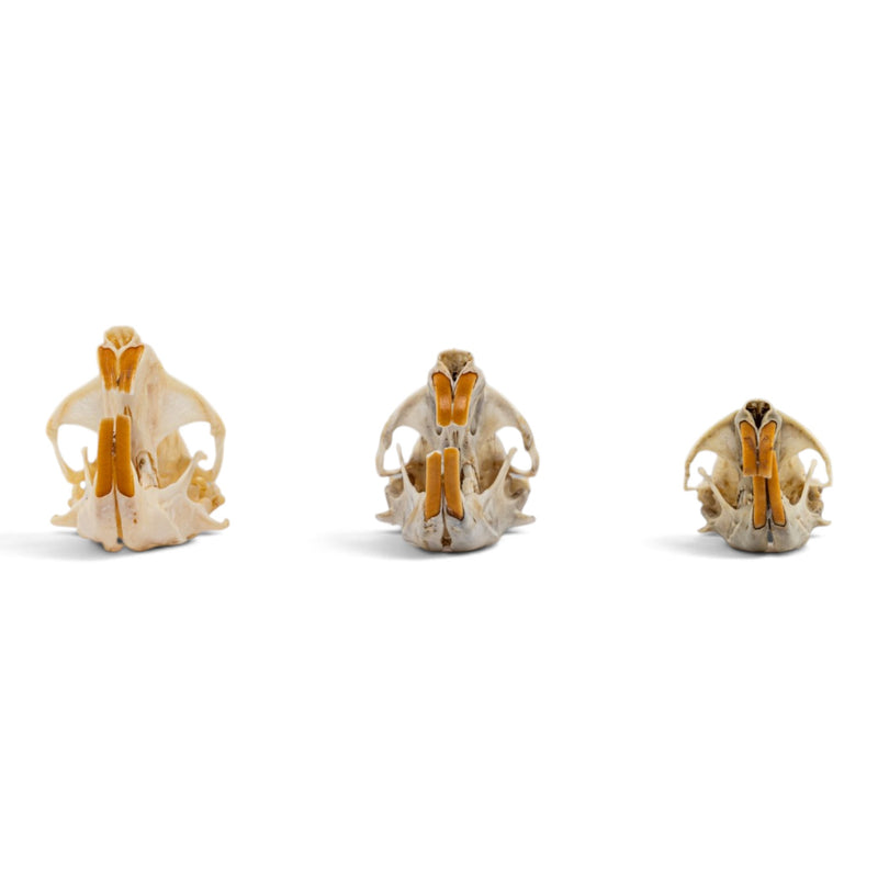 Real Pocket Gopher Skull Set
