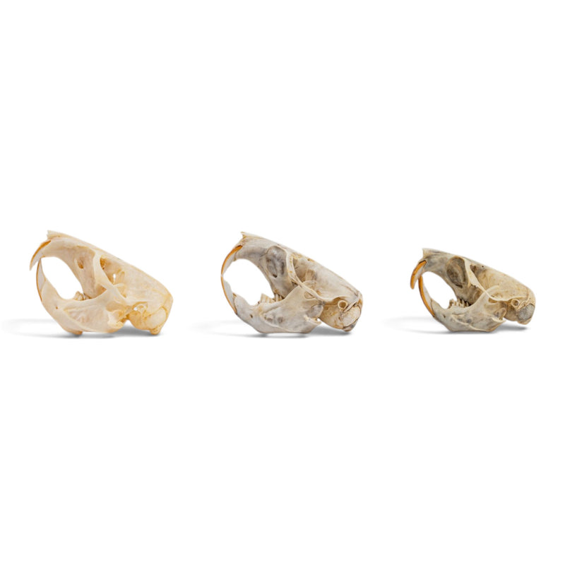Real Pocket Gopher Skull Set