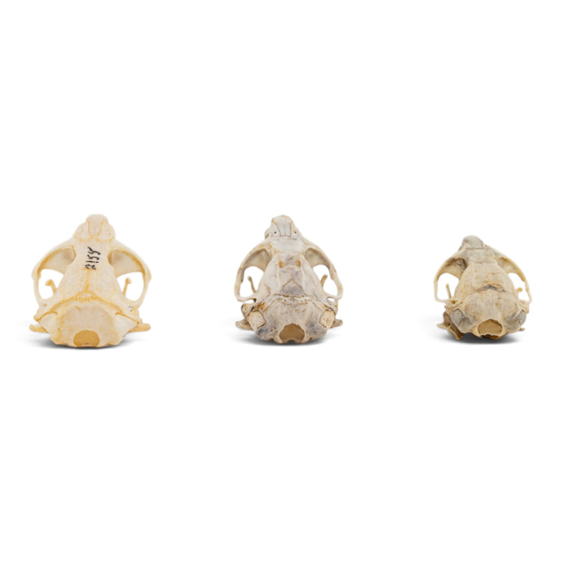 Real Pocket Gopher Skull Set