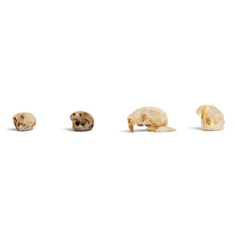 Real Rodent Skull Set