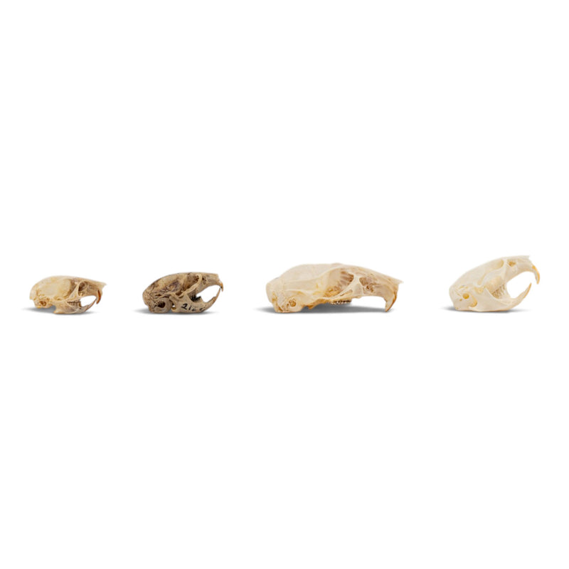 Real Rodent Skull Set
