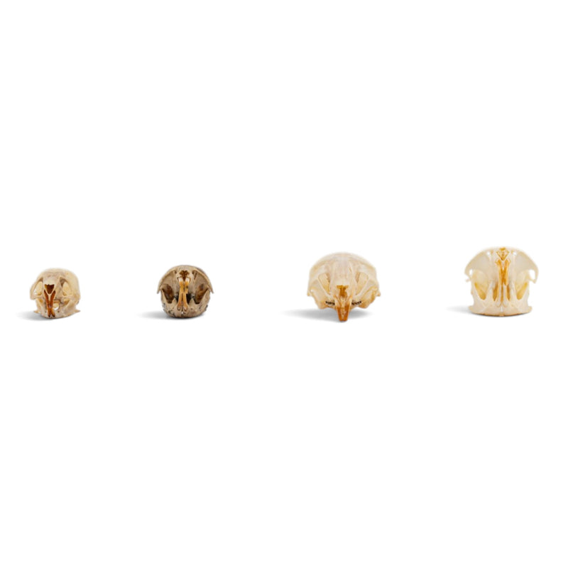 Real Rodent Skull Set