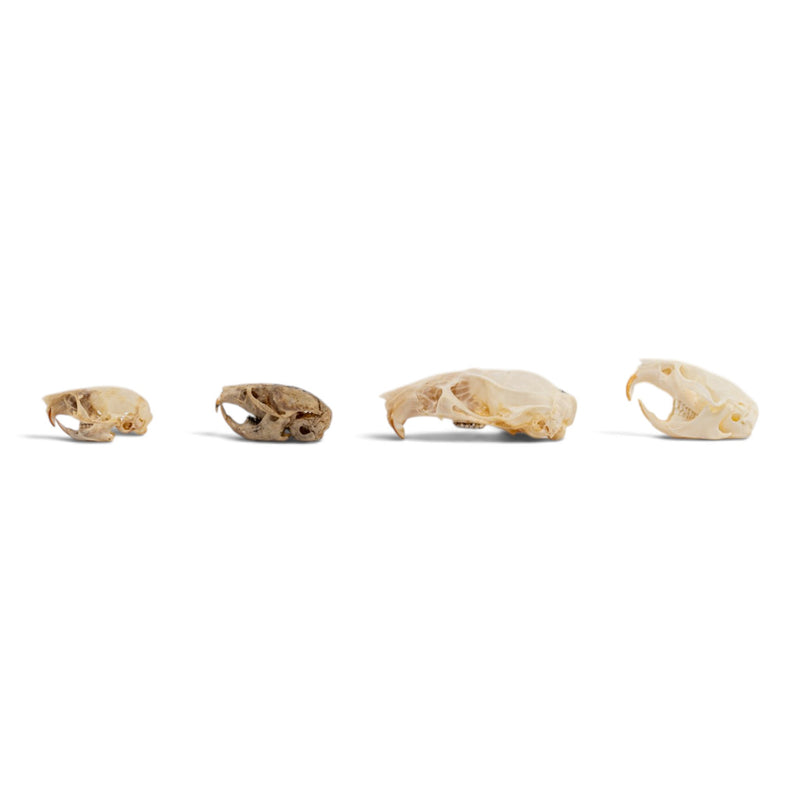 Real Rodent Skull Set