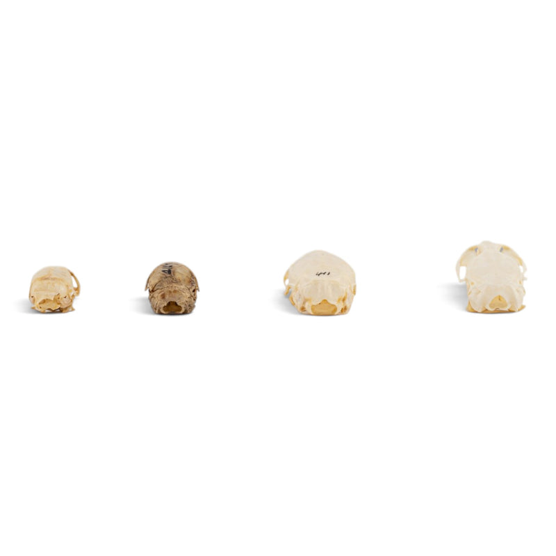 Real Rodent Skull Set