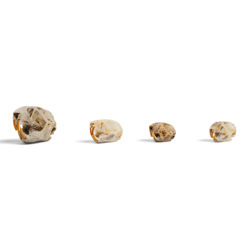 Real Rat Skull Set