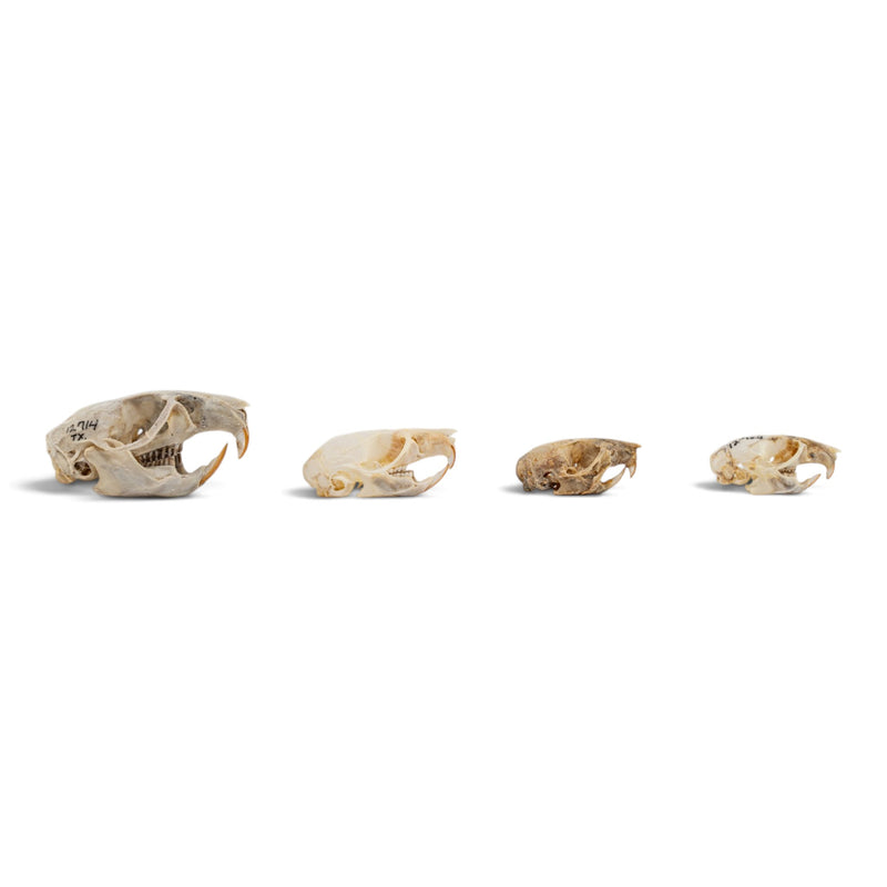 Real Rat Skull Set