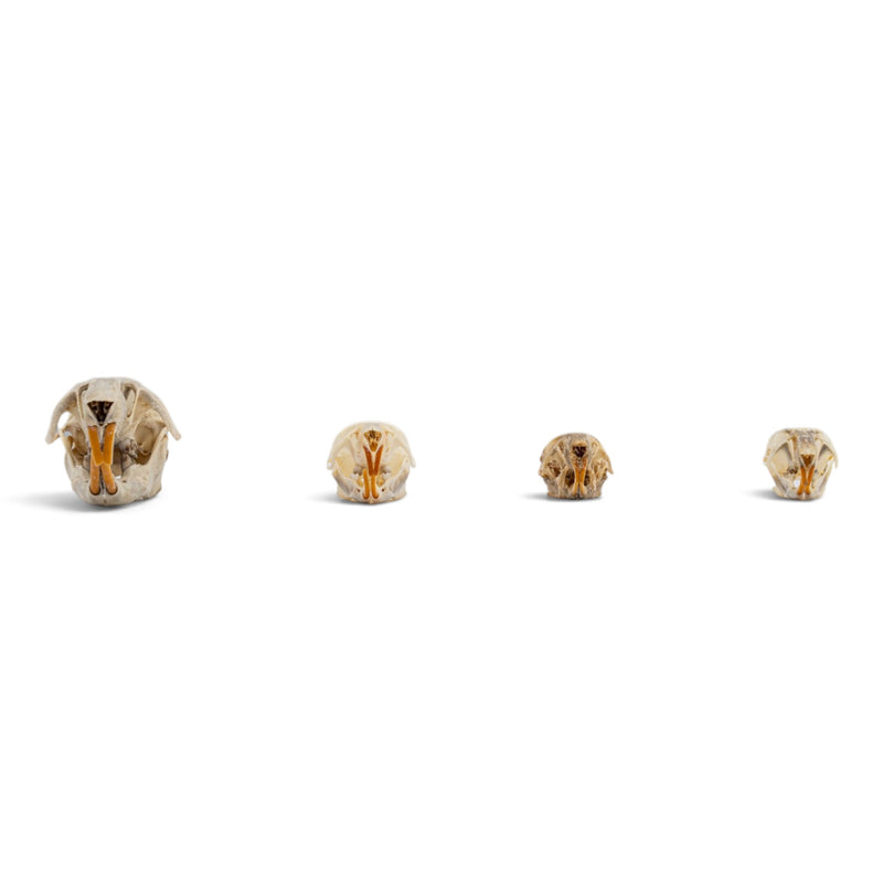 Real Rat Skull Set
