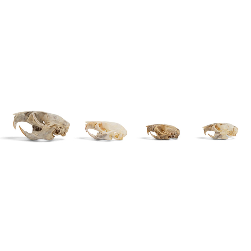 Real Rat Skull Set