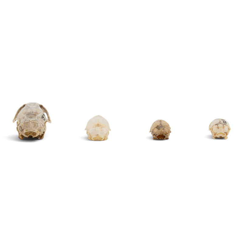 Real Rat Skull Set