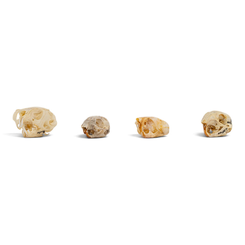Real Rodent Skull Set