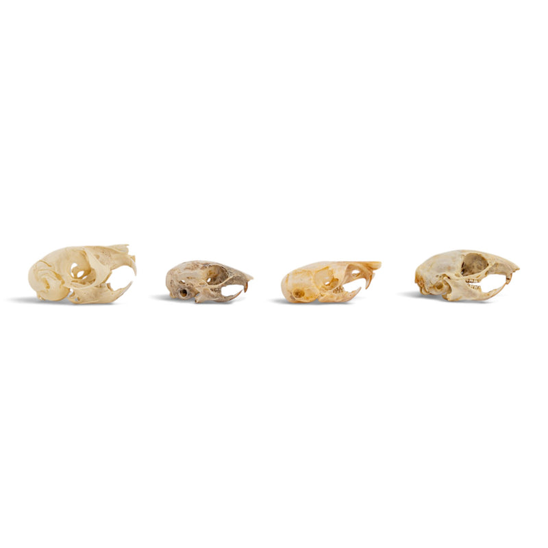 Real Rodent Skull Set