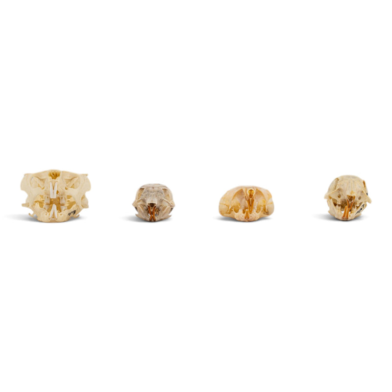 Real Rodent Skull Set