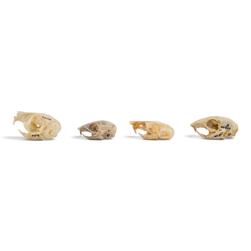 Real Rodent Skull Set