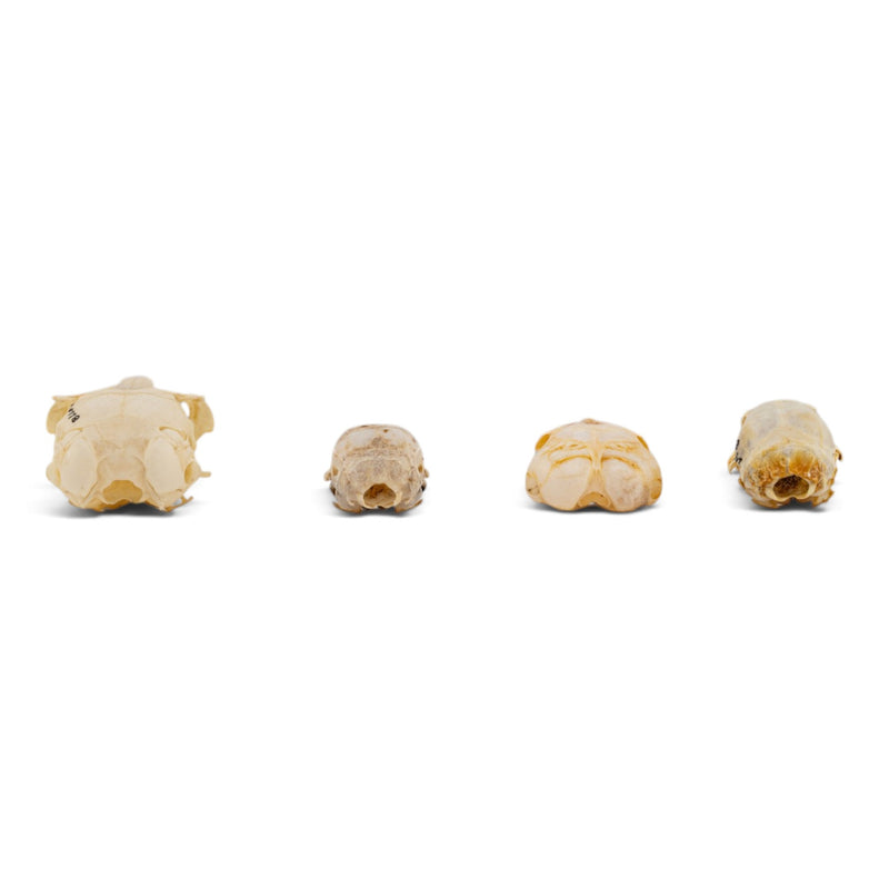 Real Rodent Skull Set