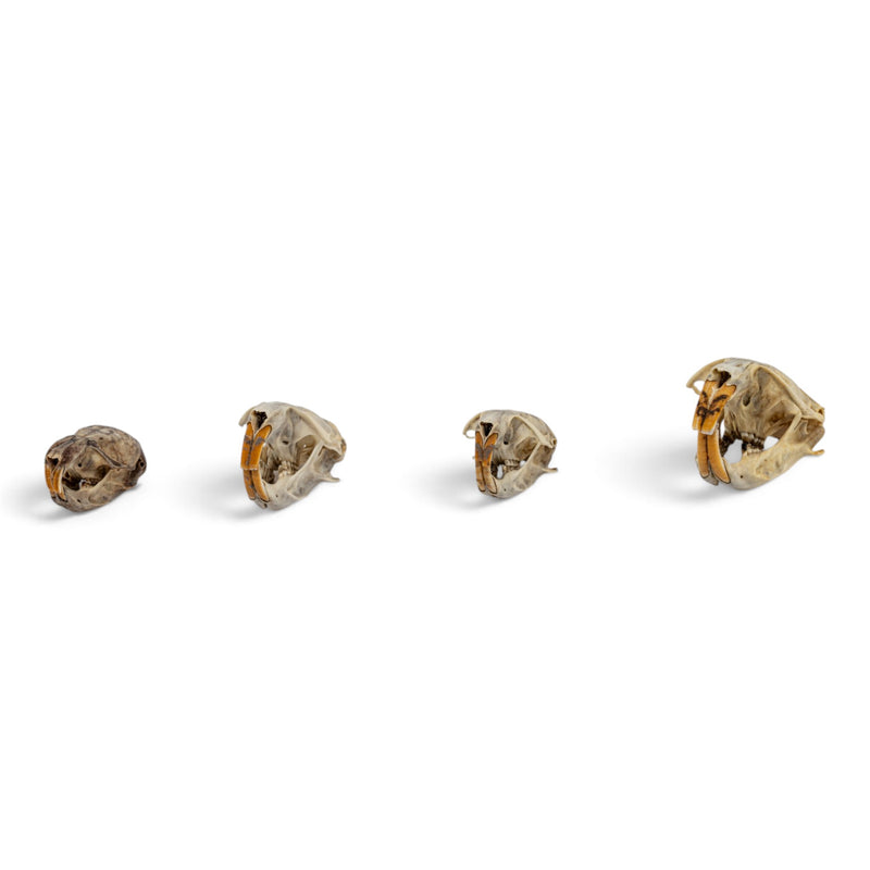 Real Pocket Gopher Skull Set