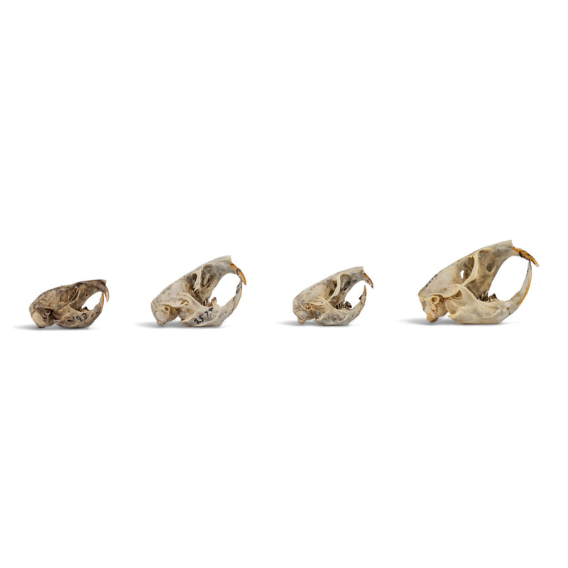 Real Pocket Gopher Skull Set