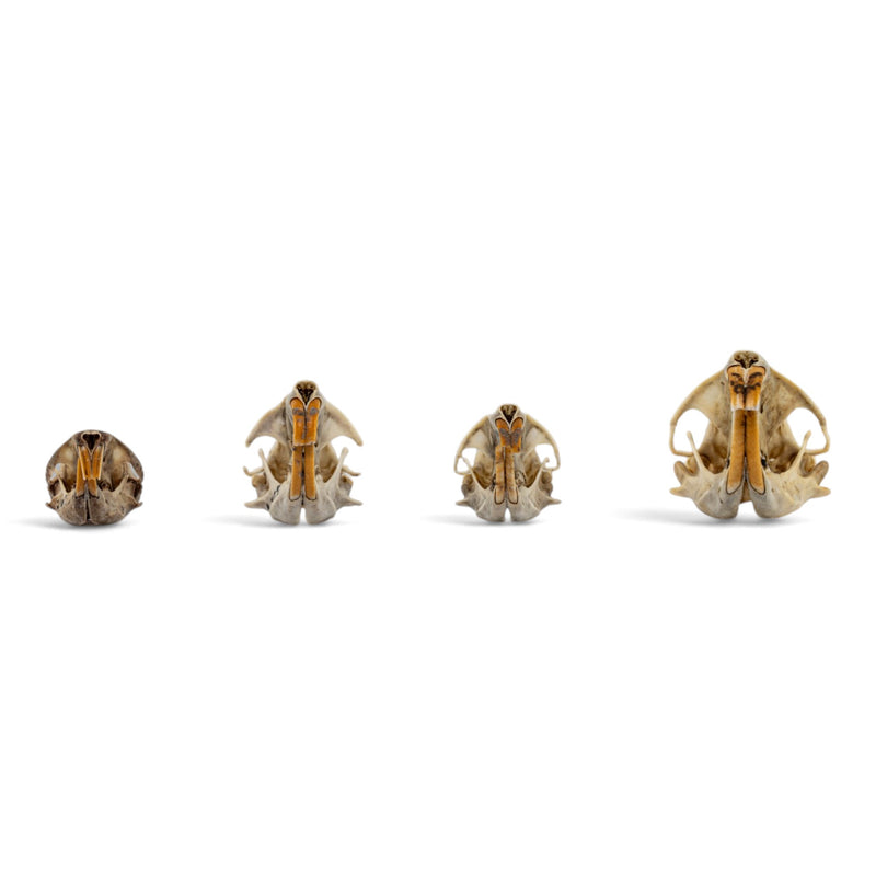 Real Pocket Gopher Skull Set