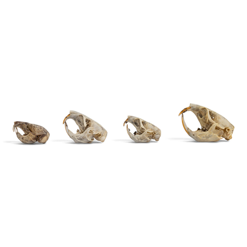 Real Pocket Gopher Skull Set