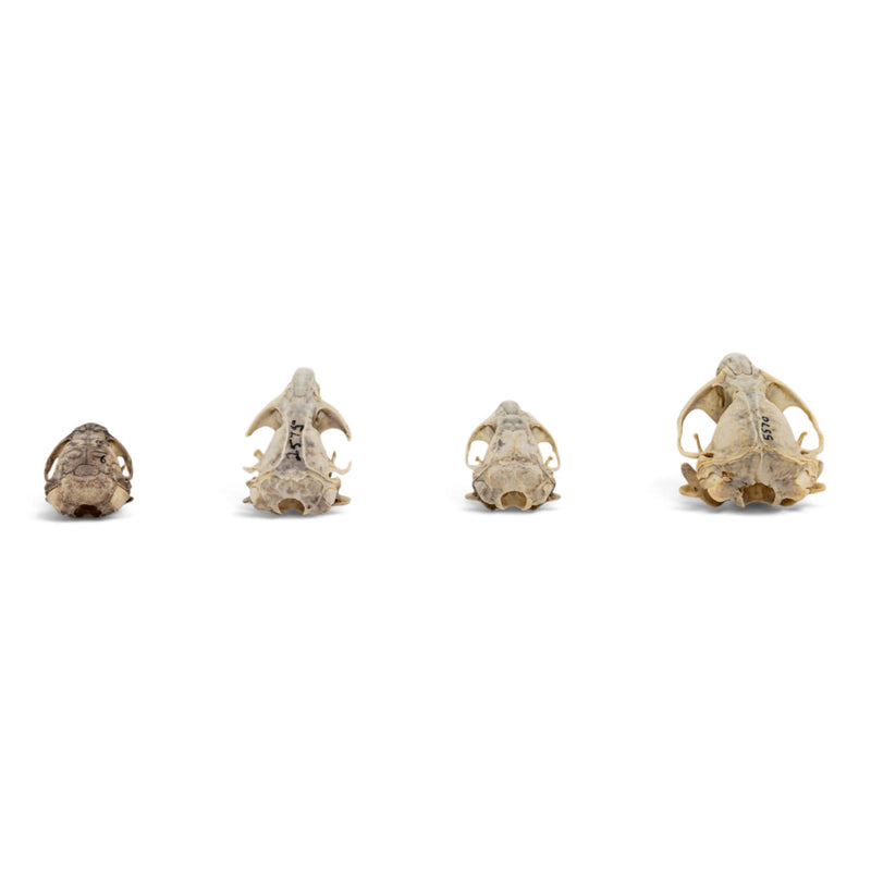 Real Pocket Gopher Skull Set