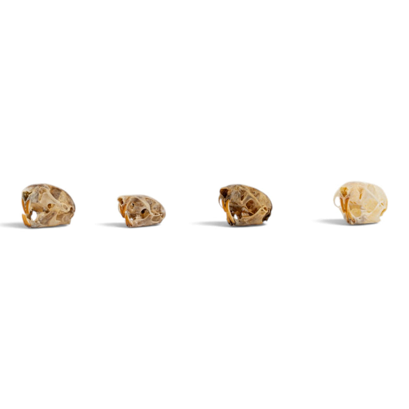 Real Mouse Skull Set