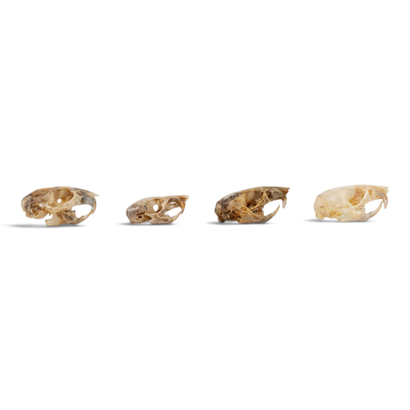 Real Mouse Skull Set