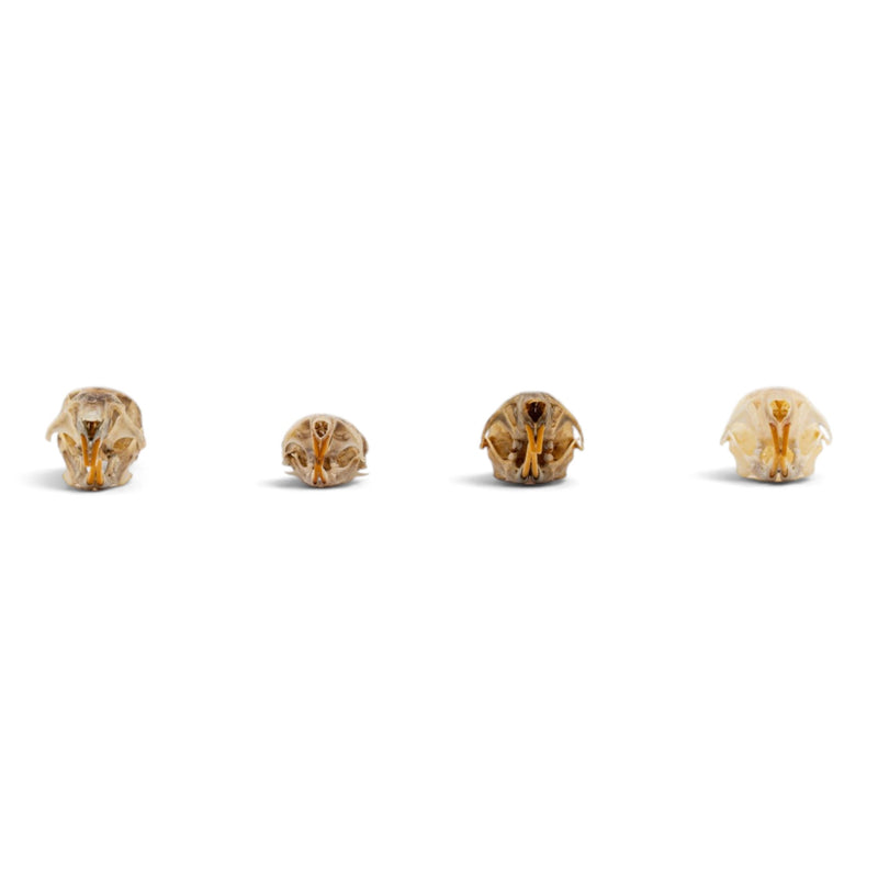 Real Mouse Skull Set