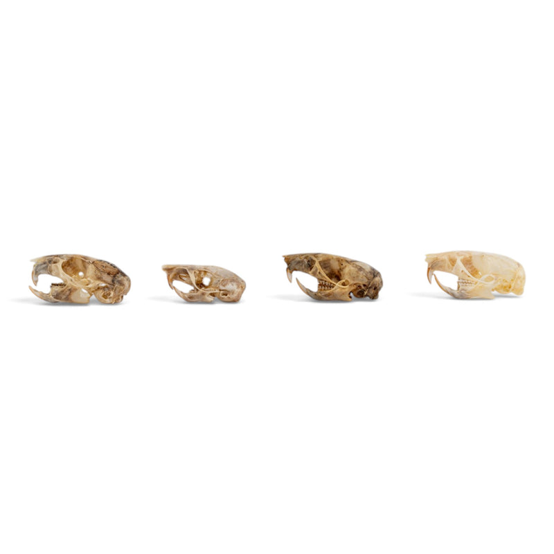Real Mouse Skull Set