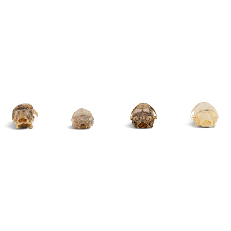 Real Mouse Skull Set