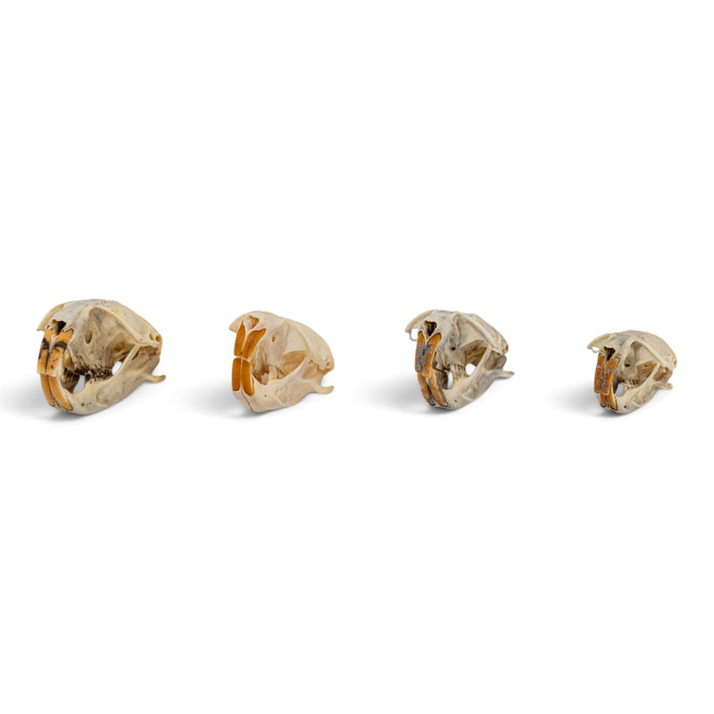 Real Pocket Gopher Skull Set