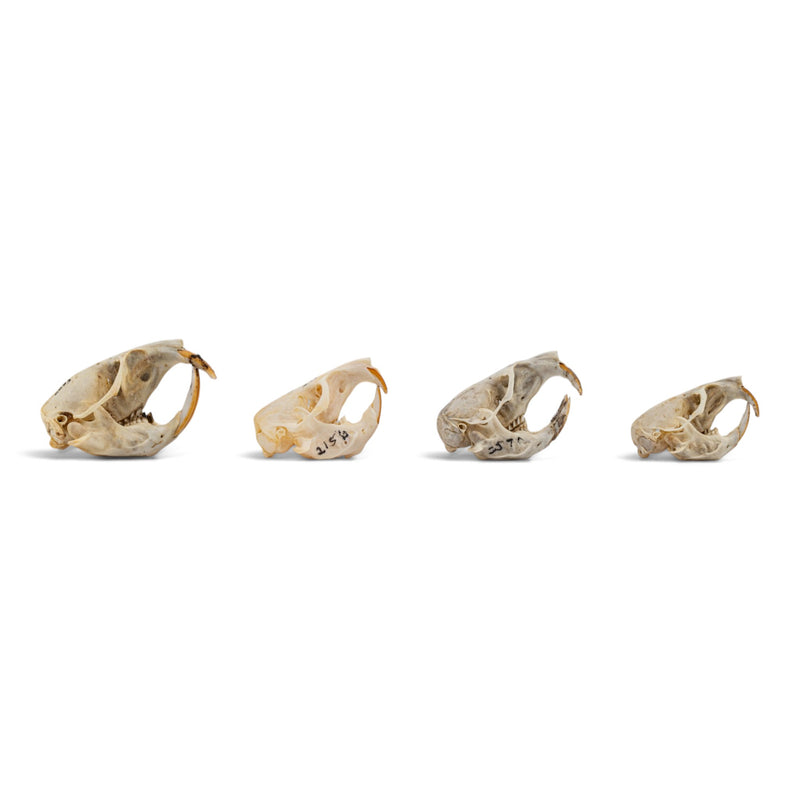 Real Pocket Gopher Skull Set