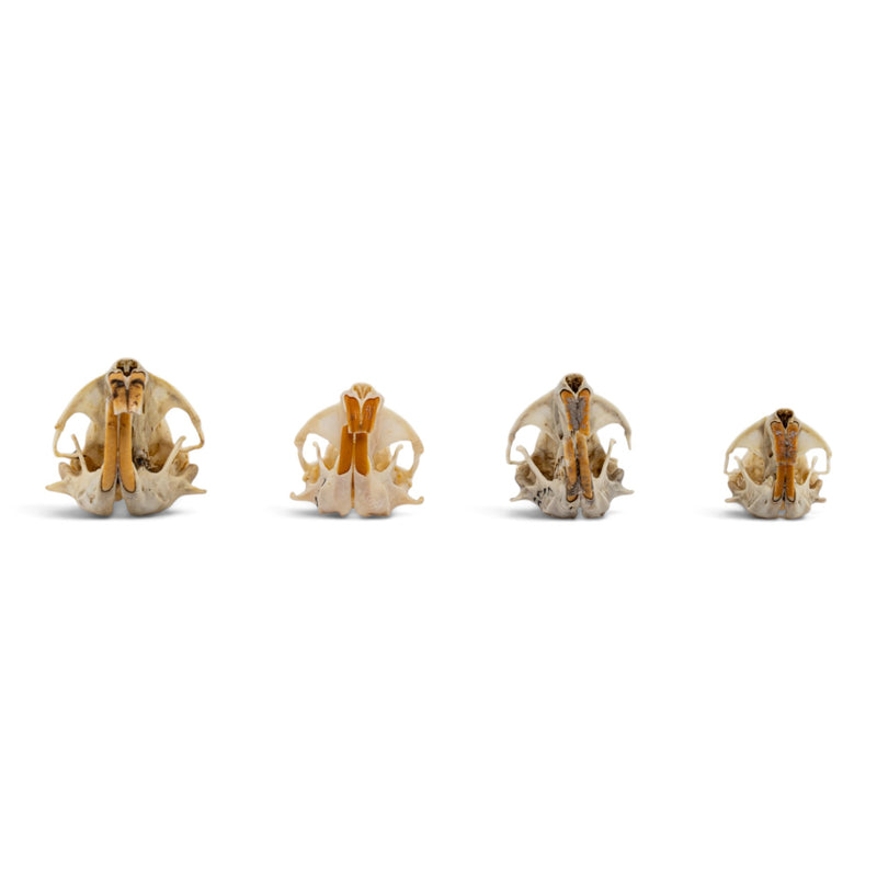 Real Pocket Gopher Skull Set