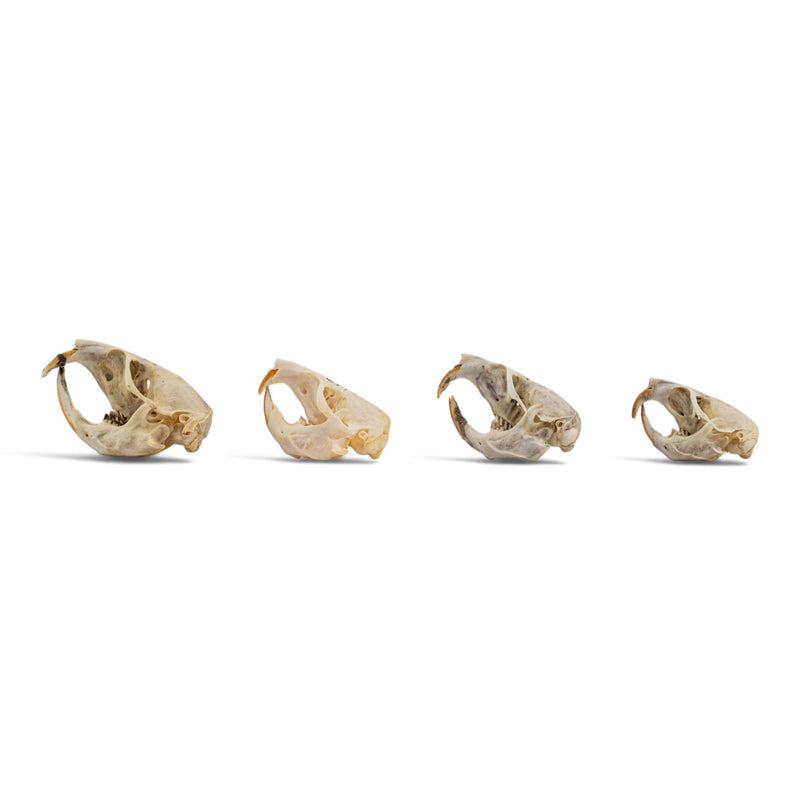 Real Pocket Gopher Skull Set