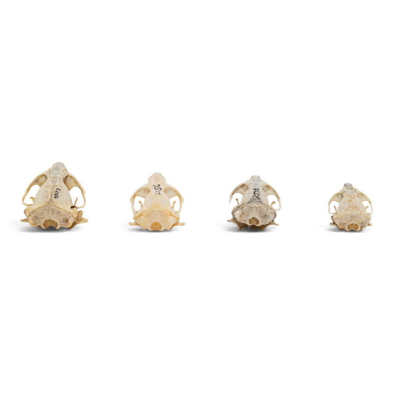 Real Pocket Gopher Skull Set